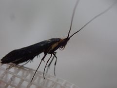 Adela caeruleella 34288463 by eamonccorbett. Used under a CC BY 4.0 license.