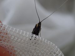 Adela caeruleella 34288586 by eamonccorbett. Used under a CC BY 4.0 license.