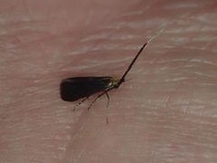 Adela caeruleella 3504147 by John P. Friel Ph.D.. Used under a CC BY 4.0 license.