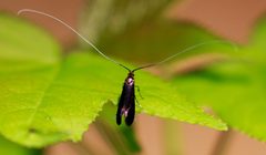 Adela caeruleella 64290640 by Jessica. Used under a CC BY 4.0 license.