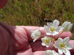 Adela flammeusella 1704703 by paloma. Used under a CC0 license.
