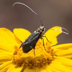 Adela flammeusella 1902749 by Ken-ichi Ueda. Used under a CC BY 4.0 license.