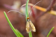 Adela flammeusella 3353345 by Ken-ichi Ueda. Used under a CC BY 4.0 license.