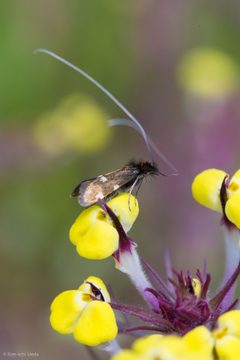Adela flammeusella 34842704 by Ken-ichi Ueda. Used under a CC BY 4.0 license.