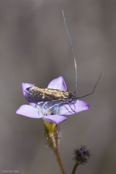 Adela punctiferella 33999560 by Ken-ichi Ueda. Used under a CC BY 4.0 license.