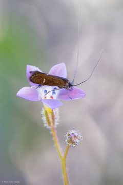 Adela punctiferella 33999562 by Ken-ichi Ueda. Used under a CC BY 4.0 license.