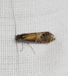Adela ridingsella 3964383 by Nick Block. Used under a CC BY 4.0 license.