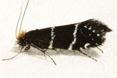 Adela septentrionella 01 by CBG Photography Group, Centre for Biodiversity Genomics. Used under a CC0 license.