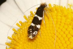 Adela septentrionella 02 by CBG Photography Group, Centre for Biodiversity Genomics. Used under a CC0 license.