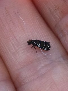 Adela septentrionella 72194172 by LJ Moore-McClelland. Used under a CC BY 4.0 license.