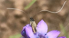 Adela singulella by iNaturalist user: rappman. Used under a CC BY 4.0 license.
