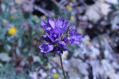 Adela singulella 122824156 by lazarus. Used under a CC BY 4.0 license.