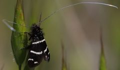 Adela trigrapha 16264871 by Pinnacles National Park. Used under a CC BY 4.0 license.