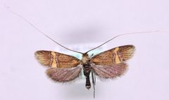 Nemophora bellela by Marko Mutanen, University of Oulu. Used under a Public domain license.