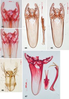 Antispila cf isabella - ZooKeys-170-029-g012 by van Nieukerken E, Wagner D, Baldessari M, Mazzon L, Angeli G, Girolami V, Duso C, Doorenweerd C. Used under a CC BY 3.0 license.