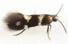 Aspilanta ampelopsifoliella live adult female by Charles S. Eiseman. Used under a CC BY 4.0 license.