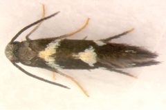Aspilanta ampelopsifoliella live adult male by Erik J. van Nieukerken. Used under a CC BY 4.0 license.