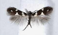 Aspilanta ampelopsifoliella male by van Nieukerken EJ, Eiseman CS (2020) Splitting the leafmining shield-bearer moth genus Antispila Hübner (Lepidoptera, Heliozelidae): North American species with reduced venation placed in Aspilanta new genus, with a review of heliozelid morphology. ZooKeys 957: 105-161. https://doi.org/10.3897/zookeys.957.53908. Used under a CC BY 4.0 license.