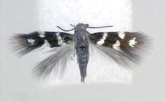 Antispila argentifera female by van Nieukerken EJ, Eiseman CS (2020) Splitting the leafmining shield-bearer moth genus Antispila Hübner (Lepidoptera, Heliozelidae): North American species with reduced venation placed in Aspilanta new genus, with a review of heliozelid morphology. ZooKeys 957: 105-161. https://doi.org/10.3897/zookeys.957.53908. Used under a CC BY 4.0 license.
