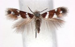 Aspilanta hydrangaeella female by van Nieukerken EJ, Eiseman CS (2020) Splitting the leafmining shield-bearer moth genus Antispila Hübner (Lepidoptera, Heliozelidae): North American species with reduced venation placed in Aspilanta new genus, with a review of heliozelid morphology. ZooKeys 957: 105-161. https://doi.org/10.3897/zookeys.957.53908. Used under a CC BY 4.0 license.