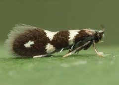 Aspilanta oinophylla live adult male by Dieter Robrecht. Used under a CC BY 4.0 license.