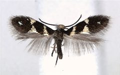 Aspilanta oinophylla male by van Nieukerken EJ, Eiseman CS (2020) Splitting the leafmining shield-bearer moth genus Antispila Hübner (Lepidoptera, Heliozelidae): North American species with reduced venation placed in Aspilanta new genus, with a review of heliozelid morphology. ZooKeys 957: 105-161. https://doi.org/10.3897/zookeys.957.53908. Used under a CC BY 4.0 license.