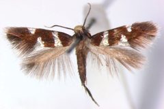 Aspilanta viticordifoliella female by van Nieukerken EJ, Eiseman CS (2020) Splitting the leafmining shield-bearer moth genus Antispila Hübner (Lepidoptera, Heliozelidae): North American species with reduced venation placed in Aspilanta new genus, with a review of heliozelid morphology. ZooKeys 957: 105-161. https://doi.org/10.3897/zookeys.957.53908. Used under a CC BY 4.0 license.
