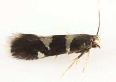 Aspilanta viticordifoliella live adult female by Charles S. Eiseman. Used under a CC BY 4.0 license.