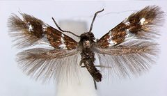 Aspilanta voraginella male by van Nieukerken EJ, Eiseman CS (2020) Splitting the leafmining shield-bearer moth genus Antispila Hübner (Lepidoptera, Heliozelidae): North American species with reduced venation placed in Aspilanta new genus, with a review of heliozelid morphology. ZooKeys 957: 105-161. https://doi.org/10.3897/zookeys.957.53908. Used under a CC BY 4.0 license.