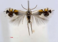 Coptodisca lucifluella by Naturalis Biodiversity Center. Used under a Attribution license.