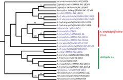 Antispila cladogram - ZooKeys-170-029-g009 by van Nieukerken E, Wagner D, Baldessari M, Mazzon L, Angeli G, Girolami V, Duso C, Doorenweerd C. Used under a CC BY 3.0 license.