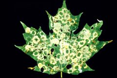 Paraclemensia acerifoliella damage by E. Bradford Walker. Used under a CC BY 3.0 us license.