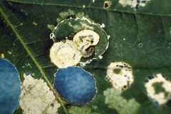 Paraclemensia acerifoliella damage1 by E. Bradford Walker. Used under a CC BY 3.0 us license.