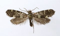 Lampronia corticella by M. Virtala. Used under a Copyrighted free use license.