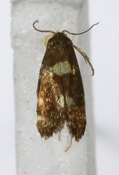 Lampronia corticella1 by M. Virtala. Used under a Copyrighted free use license.