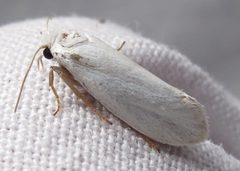 Prodoxus decipiens by Jacy Lucier. Used under a CC BY-SA 4.0 license.