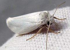 Prodoxus decipiens 1 by Jacy Lucier. Used under a CC BY-SA 4.0 license.