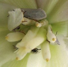 Prodoxus decipiens 2 by Jacy Lucier. Used under a CC BY-SA 4.0 license.