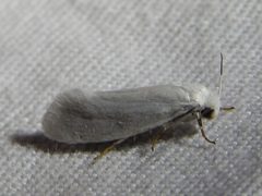 Tegeticula yuccasella 127111539 by Sam Kieschnick. Used under a CC BY 4.0 license.