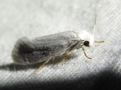 Tegeticula yuccasella 127111562 by Sam Kieschnick. Used under a CC BY 4.0 license.