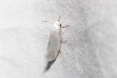 Tegeticula yuccasella 140102004 by Quinten Wiegersma. Used under a CC BY 4.0 license.