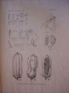Tegeticula yuccasella Tomada de Riley 1892 by Riley. Used under a Public domain license.