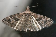 Alucita montana by CBG Photography Group, Centre for Biodiversity Genomics. Used under a CC0 license.