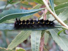 Another Silkworm - Flickr - treegrow by Katja Schulz from Washington, D. C., USA. Used under a CC BY 2.0 license.
