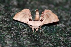 Apatelodes torrefacta by Michael Hodge from Wartburg, Tennessee, USA. Used under a CC BY 2.0 license.