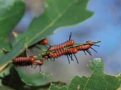 Anisota oslari caterpillars by Sally King. Used under a Public domain license.