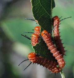 Anisota oslari larvae by Sally King. Used under a Public domain license.