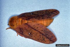 Anisota peigleri by Arnold T. Drooz, USDA Forest Service, United States. Used under a CC BY-SA 3.0 license.