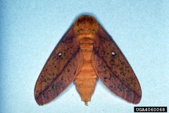 Anisota peigleri2 by Arnold T. Drooz, USDA Forest Service, United States. Used under a CC BY-SA 3.0 license.