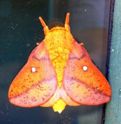 Adult-anisota-senatoria-moth by Tom Nicholaides. Used under a CC BY-SA 1.0 license.